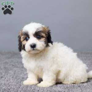 Laina, Teddy Bear Puppy